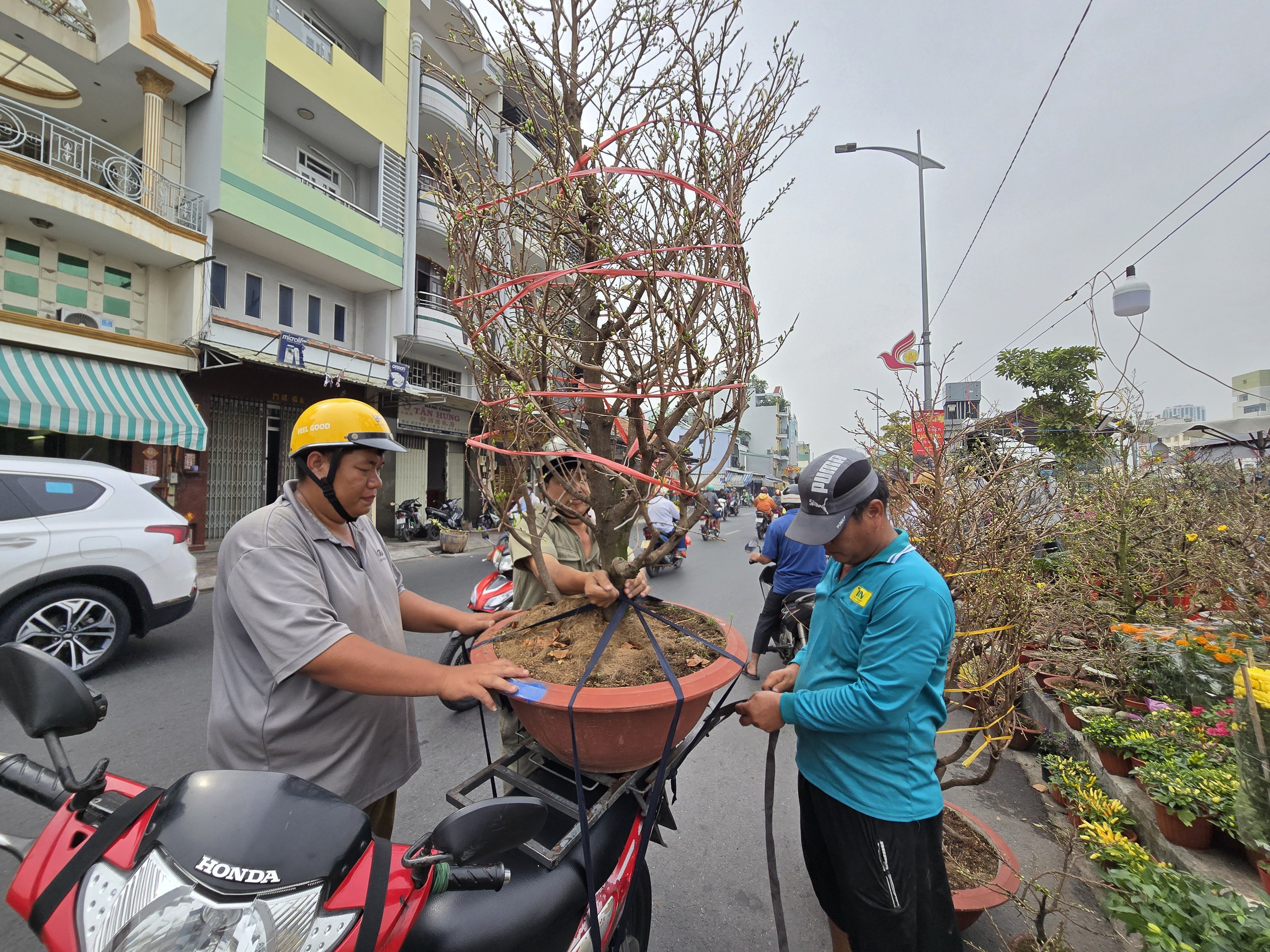 TP HCM: Khai mạc chợ hoa xuân TP HCM: Khai mạc chợ hoa xuân