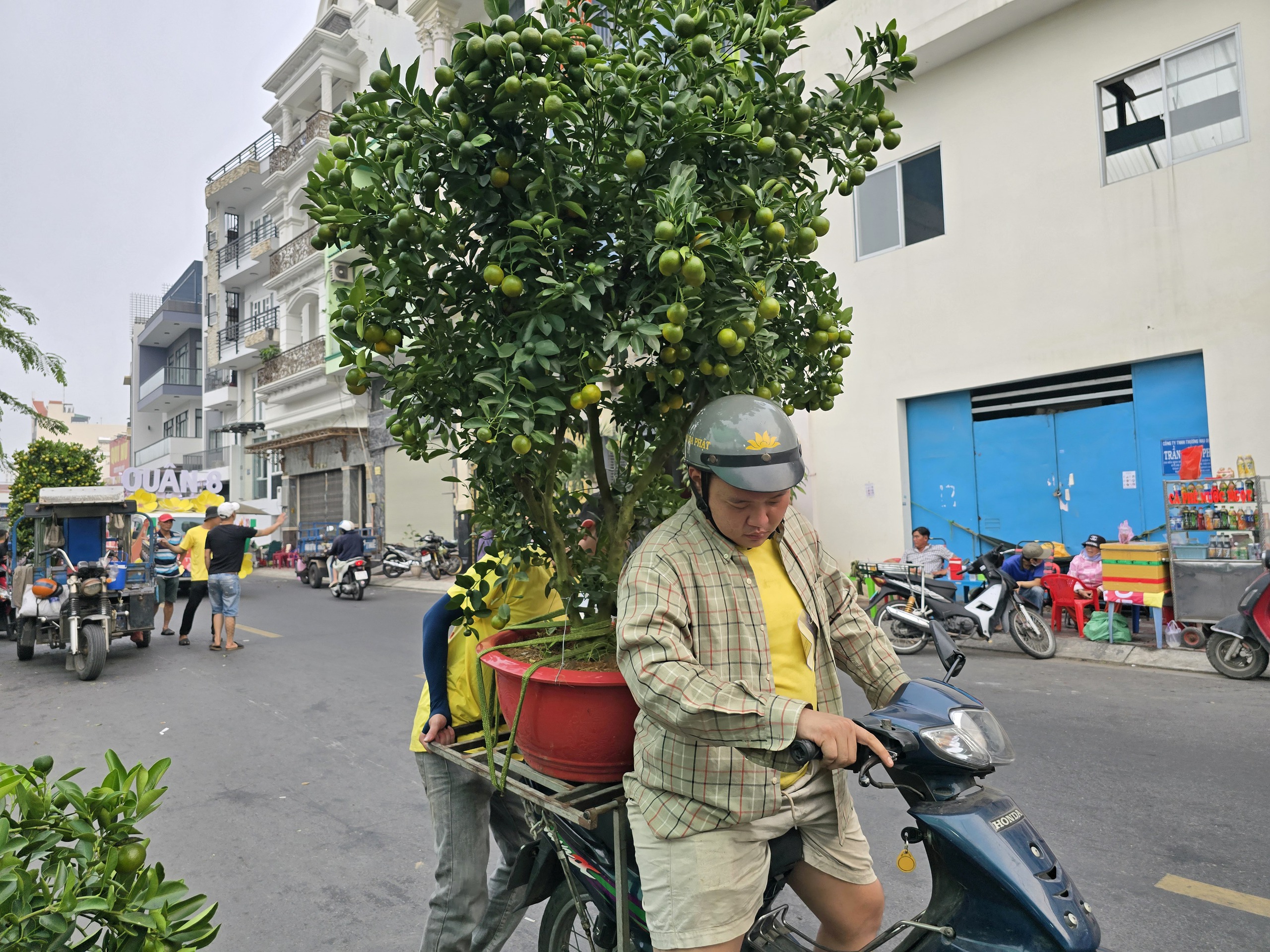 TP HCM: Khai mạc chợ hoa xuân TP HCM: Khai mạc chợ hoa xuân