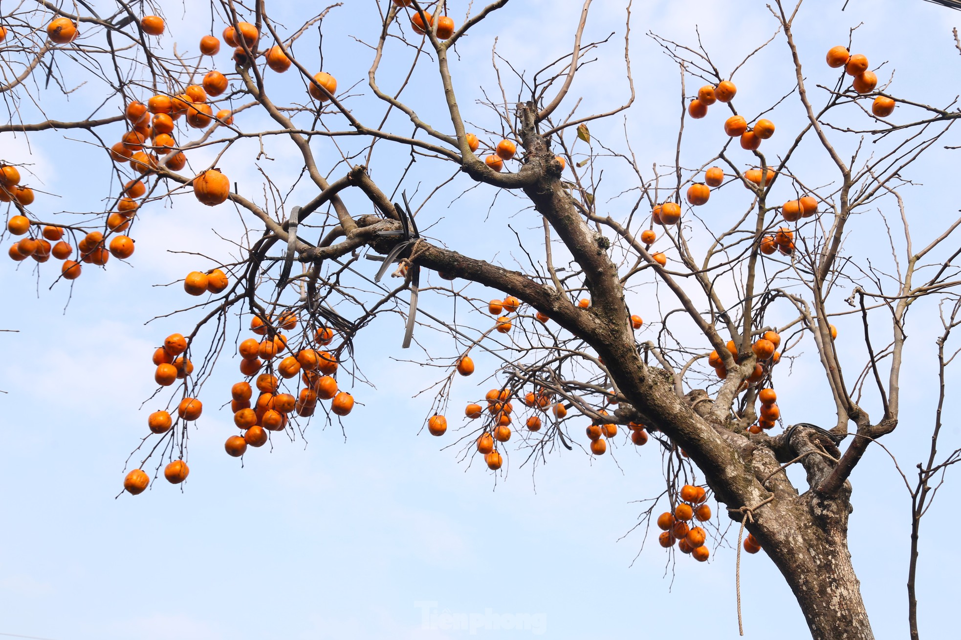 Ngắm cây hồng cổ nguyên quả giá trăm triệu ảnh 8