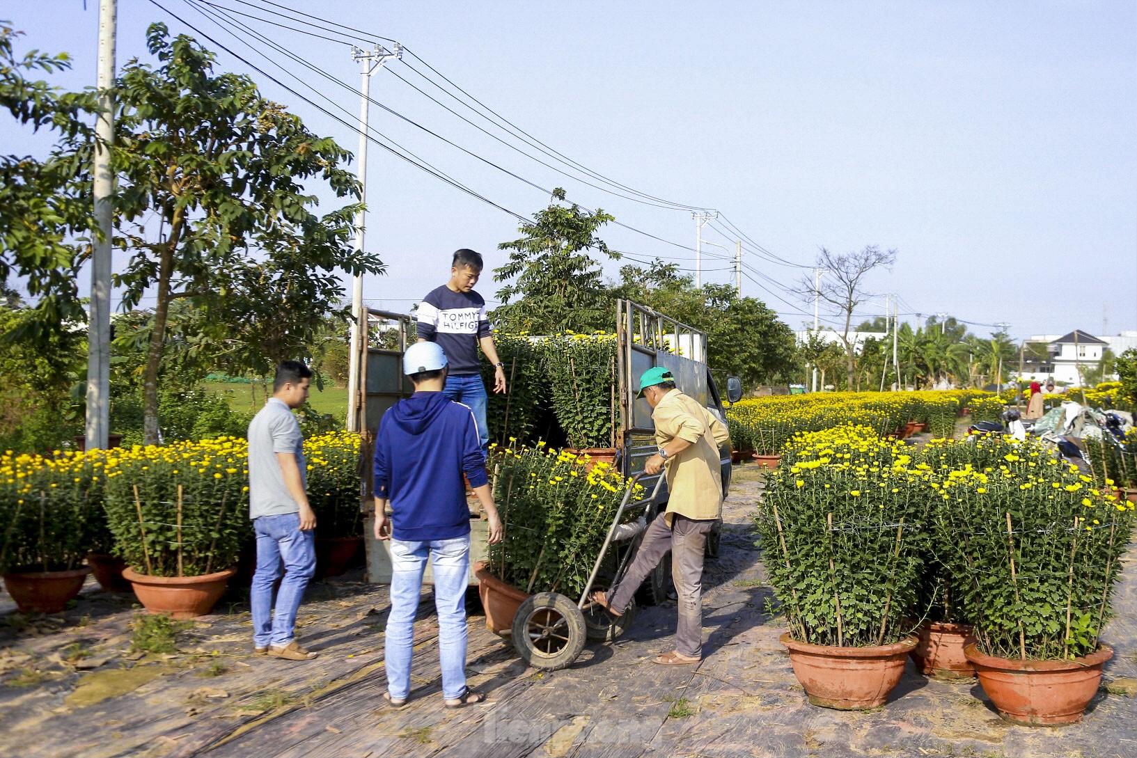 Làng hoa lớn nhất Đà Nẵng rộn ràng ngày giáp Tết ảnh 2