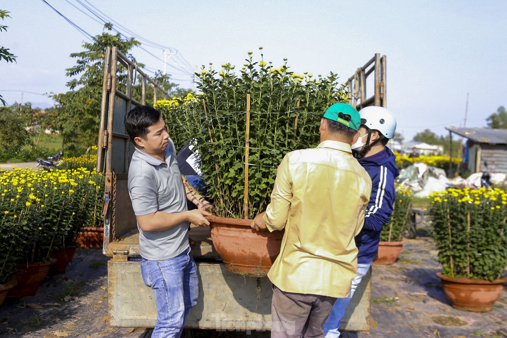 Làng hoa lớn nhất Đà Nẵng rộn ràng ngày giáp Tết ảnh 7