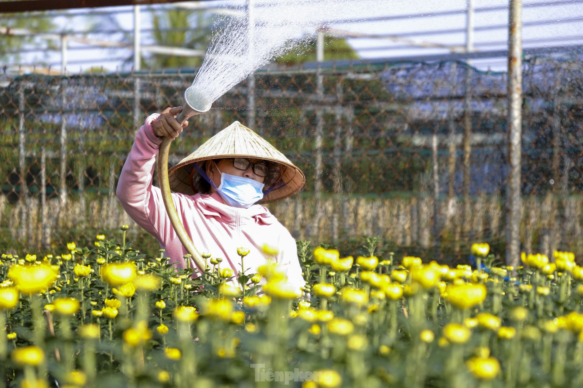 Làng hoa lớn nhất Đà Nẵng rộn ràng ngày giáp Tết ảnh 8