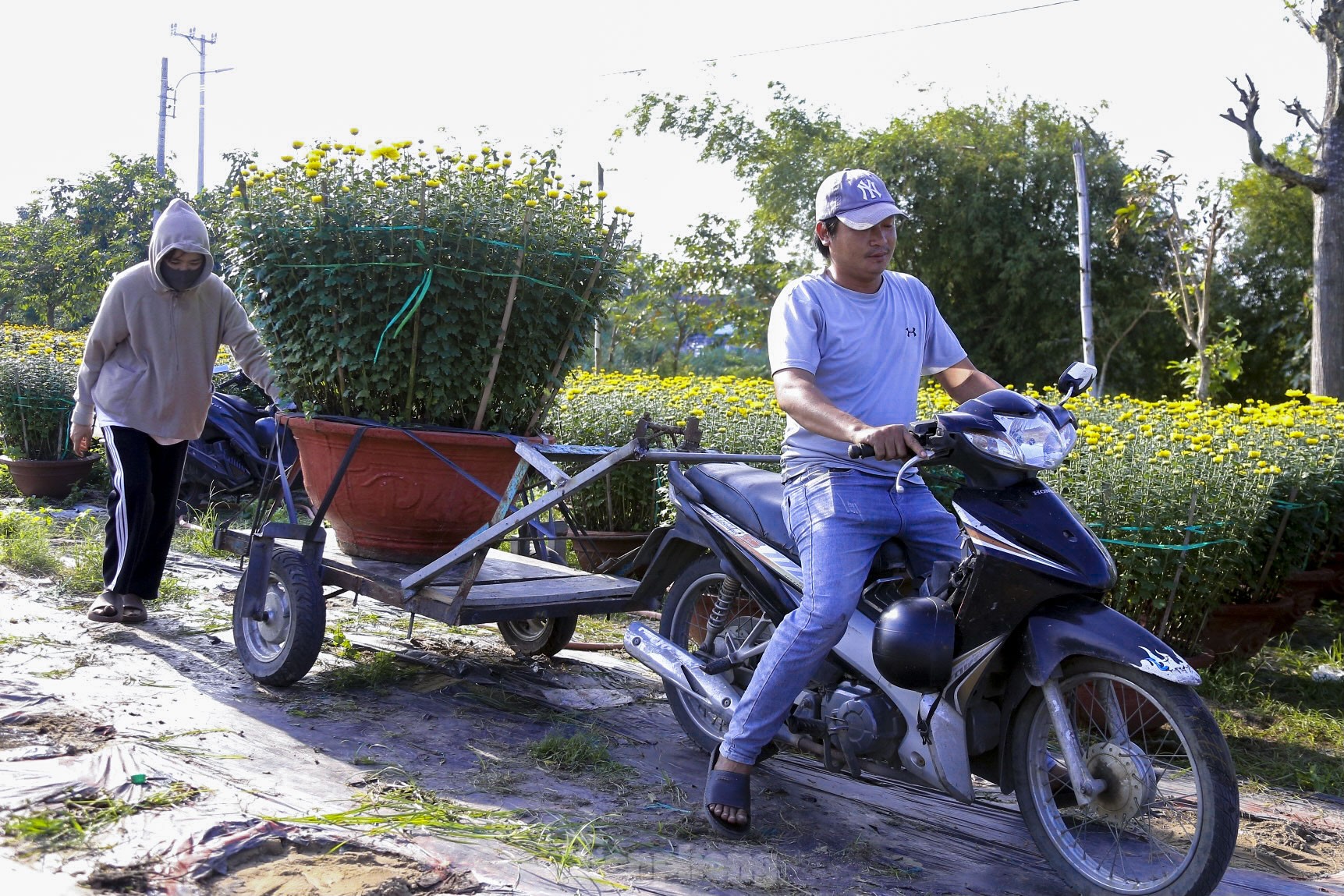 Làng hoa lớn nhất Đà Nẵng rộn ràng ngày giáp Tết ảnh 13