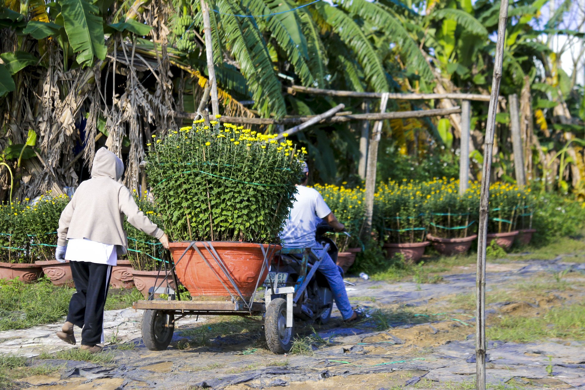 Làng hoa lớn nhất Đà Nẵng rộn ràng ngày giáp Tết ảnh 15