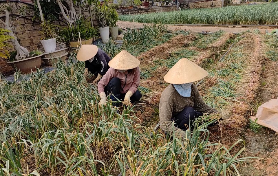 Loại củ gia vị quen lắm luôn, trồng ở Đà Lạt, sao giá bán lên tới 100.000 đồng/kg dân tình vẫn mua?- Ảnh 3.