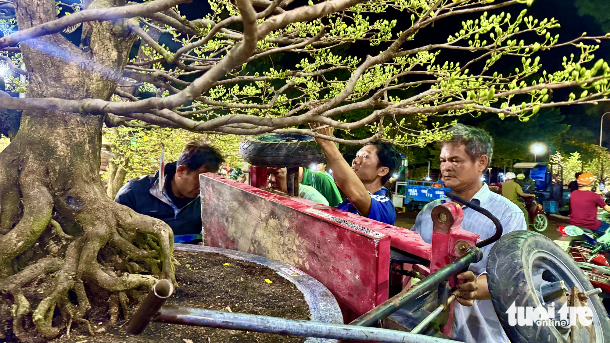 TP.HCM: Khách chi trăm triệu thuê mai kiểng chưng vài ngày Tết, giao ngay trong đêm - Ảnh 2.