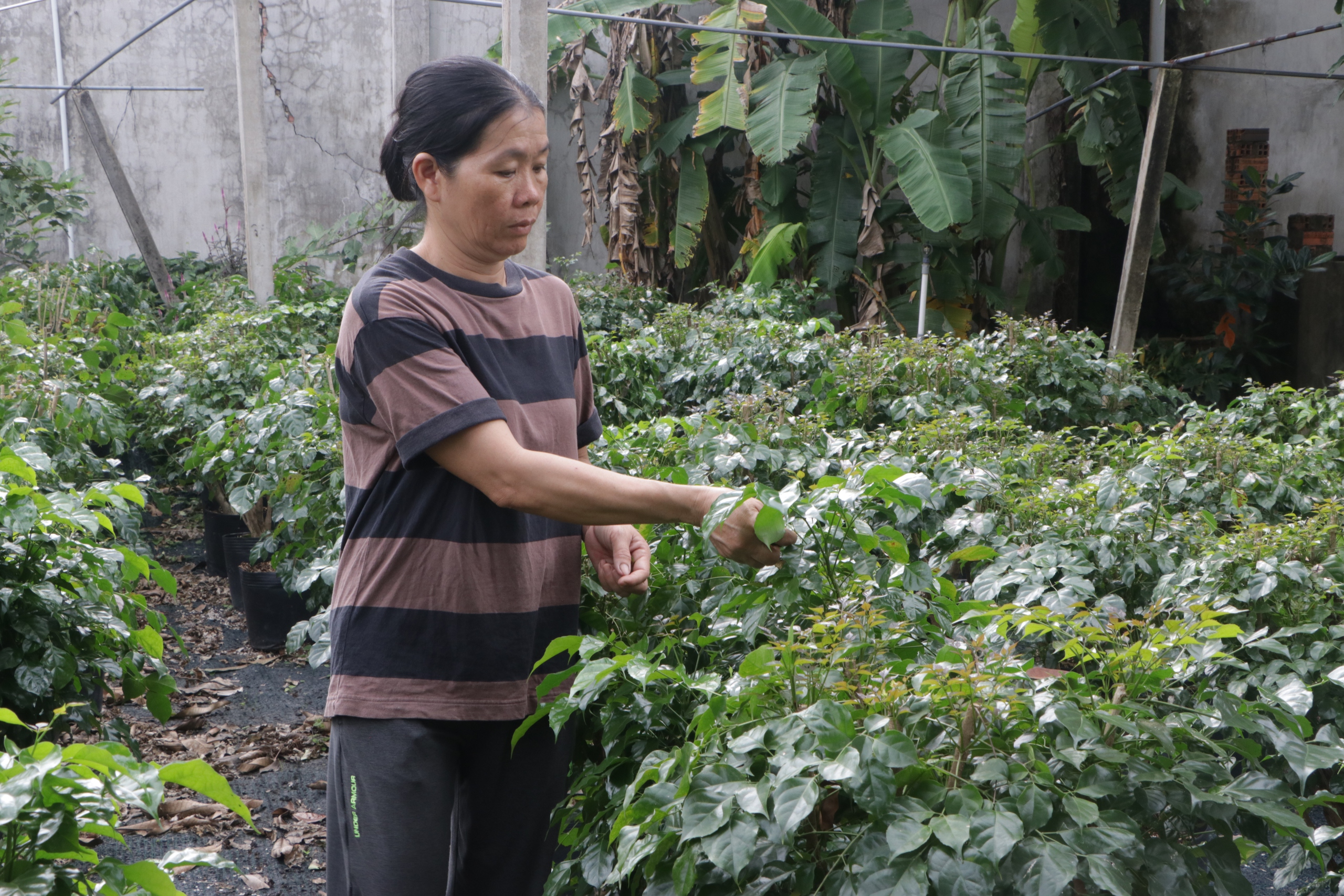 Trồng cây phát tài búp sen, nữ nông dân bán sang cả nước ngoài- Ảnh 3.