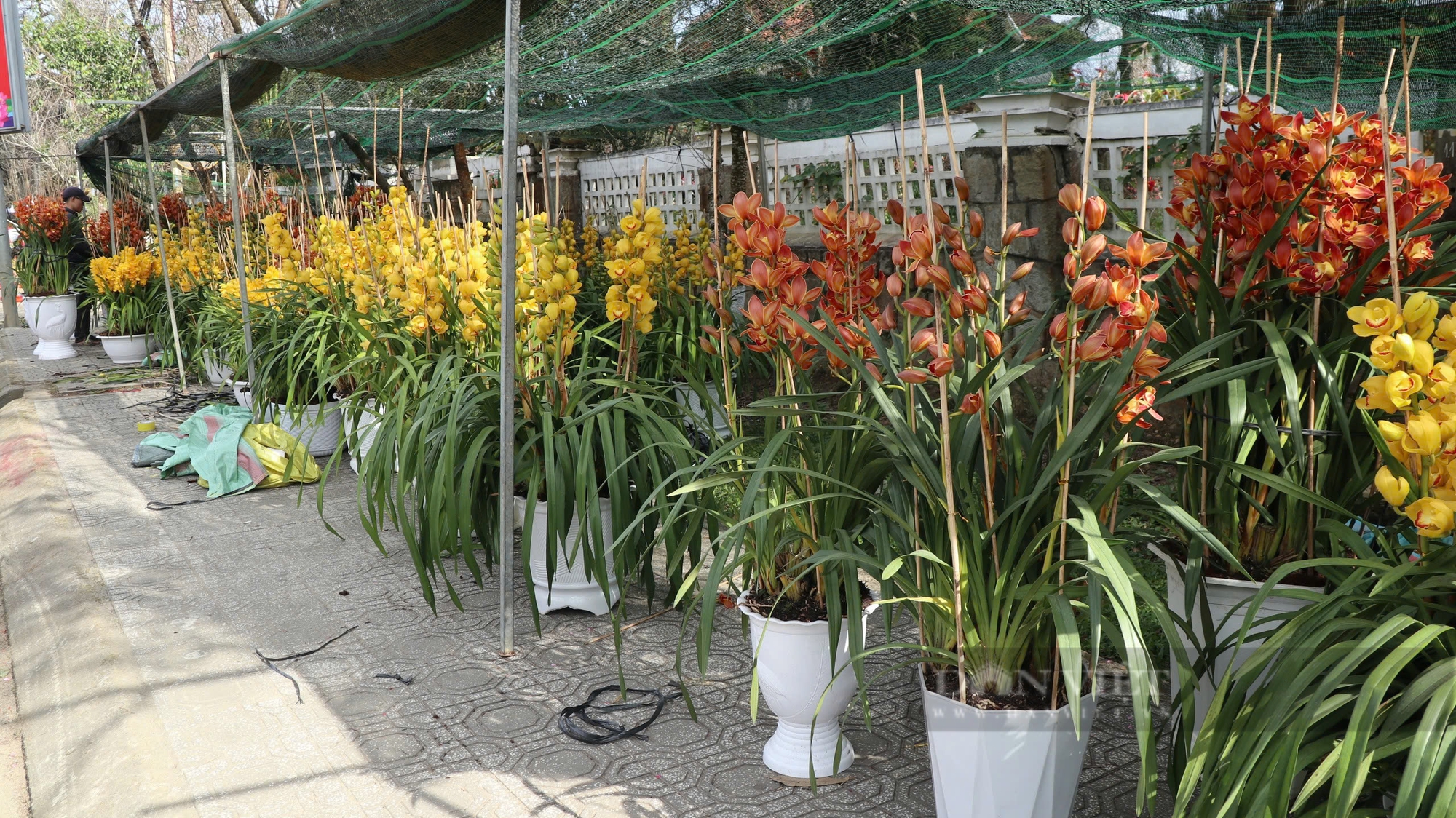 Tiểu thương Đà Lạt đốt lửa sưởi ấm chờ khách mua cây cảnh, hoa chưng Tết Âm lịch - Ảnh 2.