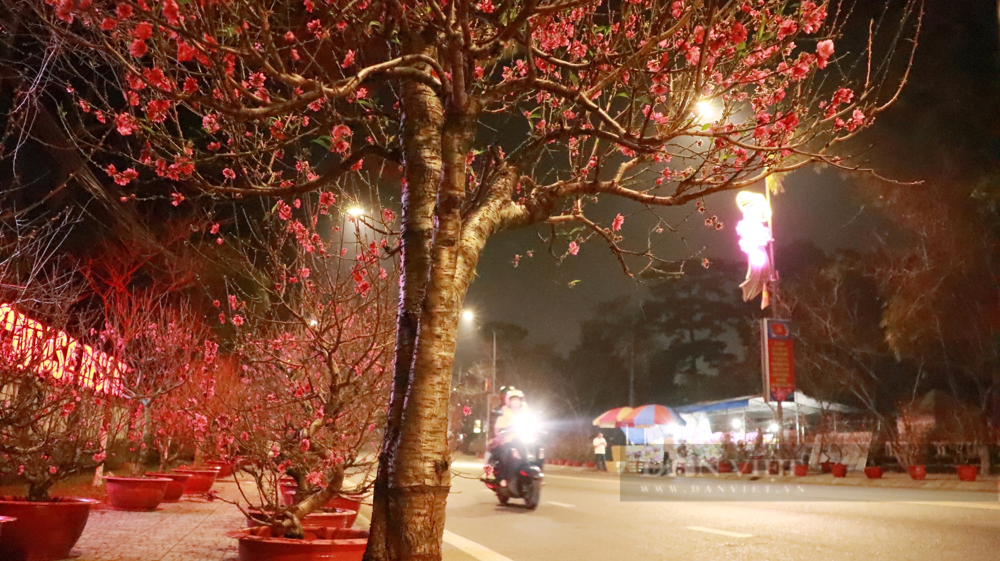 Tiểu thương Đà Lạt đốt lửa sưởi ấm chờ khách mua cây cảnh, hoa chưng Tết Âm lịch - Ảnh 8.