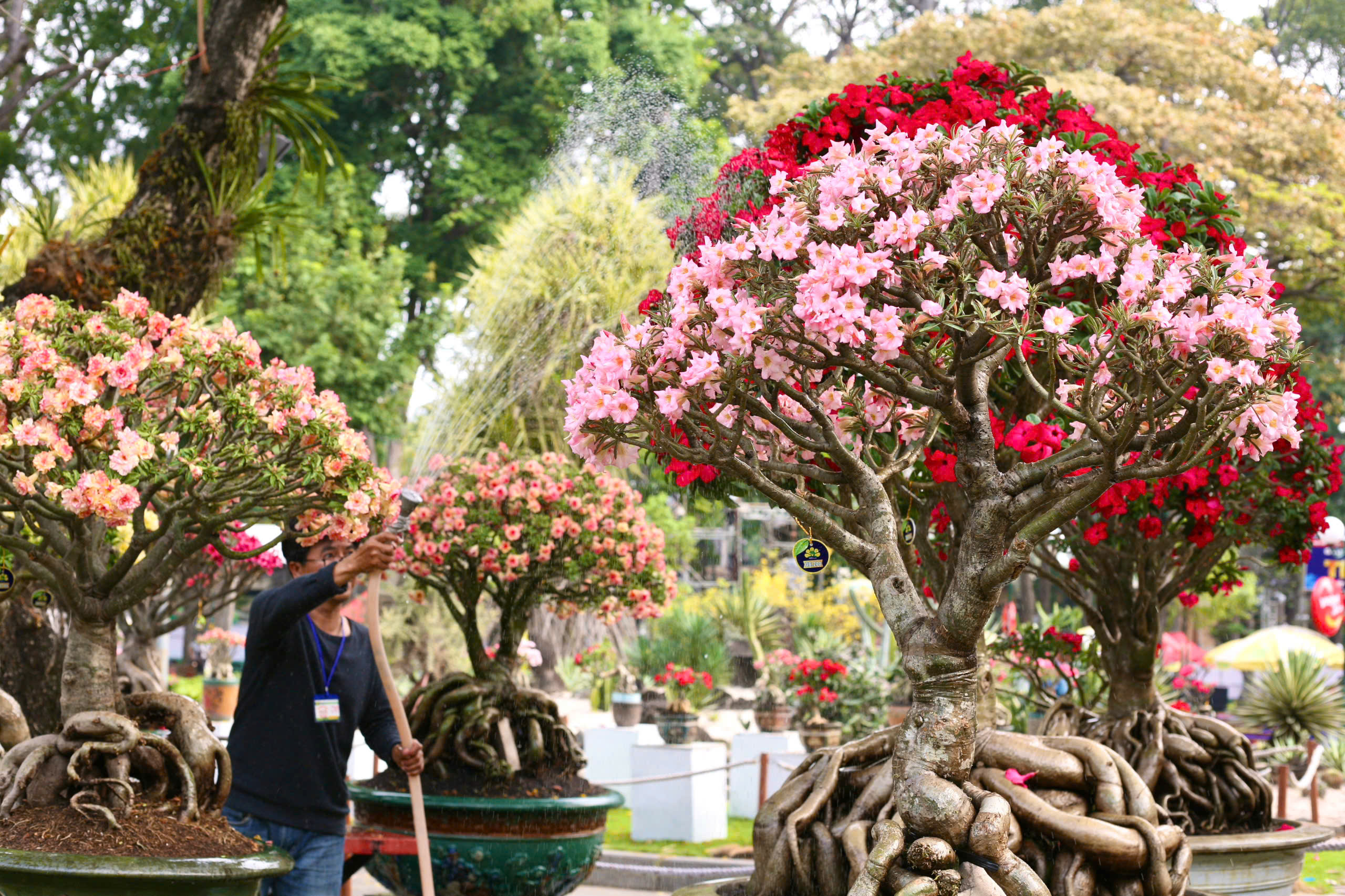 Hội hoa xuân TP HCM: Kỳ hoa dị thảo, điểm đến không thể bỏ lỡ- Ảnh 6.