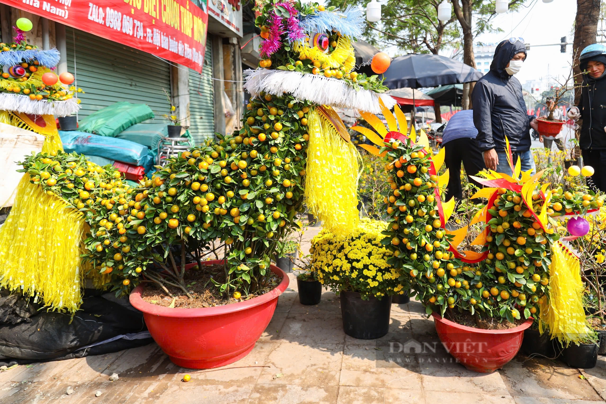 Quất dát vàng, quất tạo hình đầu rồng giá tiền triệu xuất hiện tại Hà Nội ngày cận Tết- Ảnh 9.