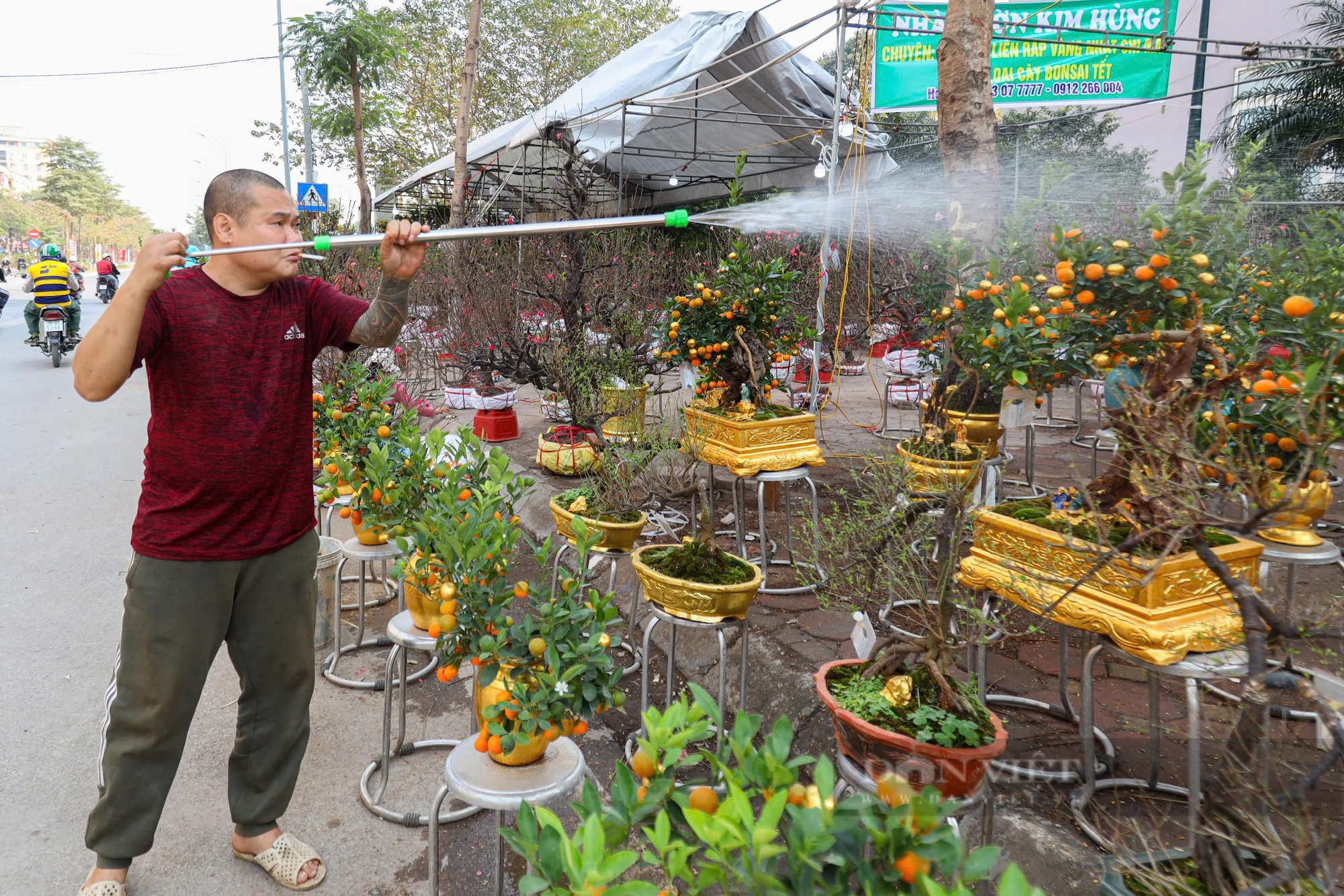 Quất dát vàng, quất tạo hình đầu rồng giá tiền triệu xuất hiện tại Hà Nội ngày cận Tết- Ảnh 12.