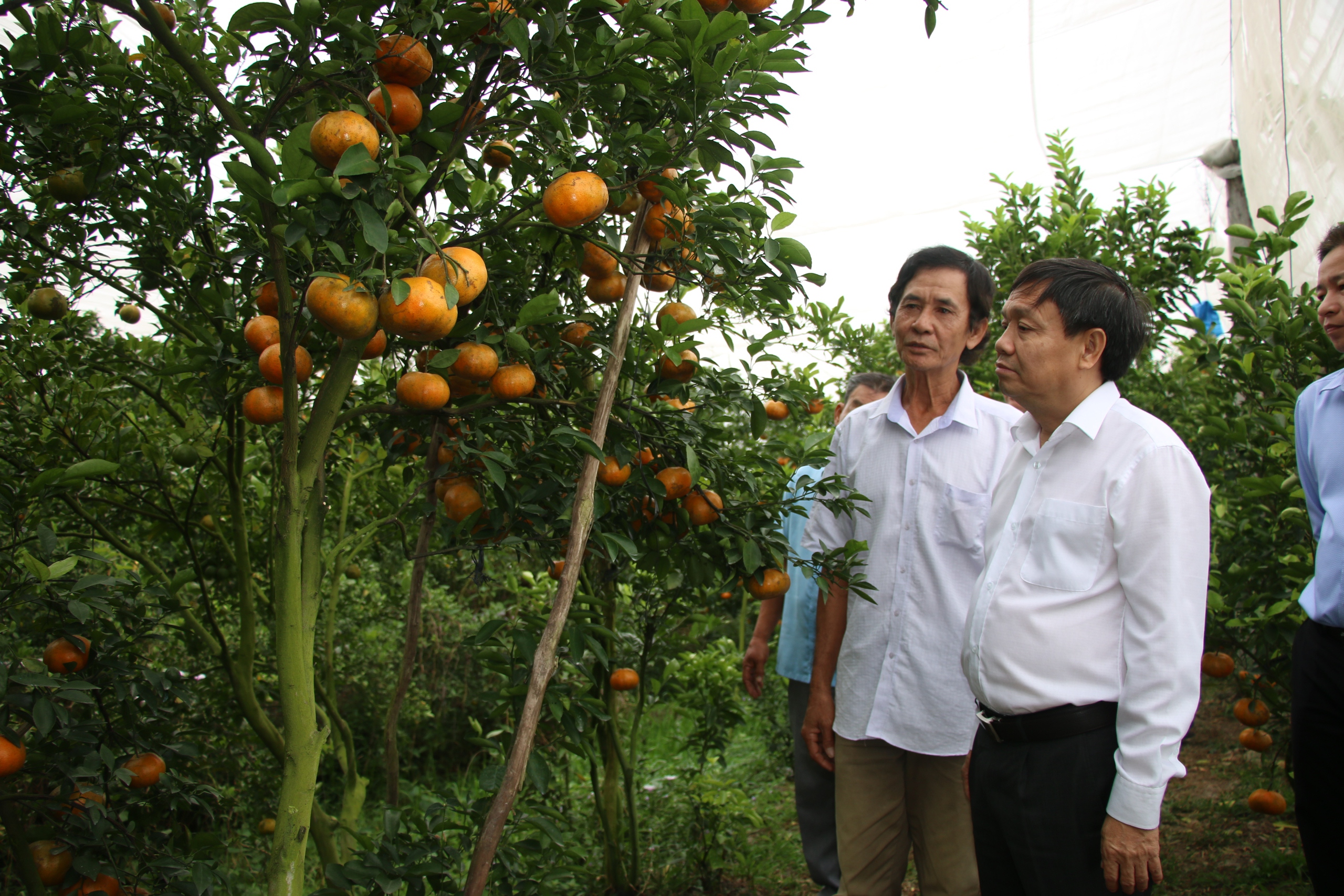 Nhà vườn trồng quýt hồng Lai Vung rộn ràng đón khách dịp Tết- Ảnh 17.