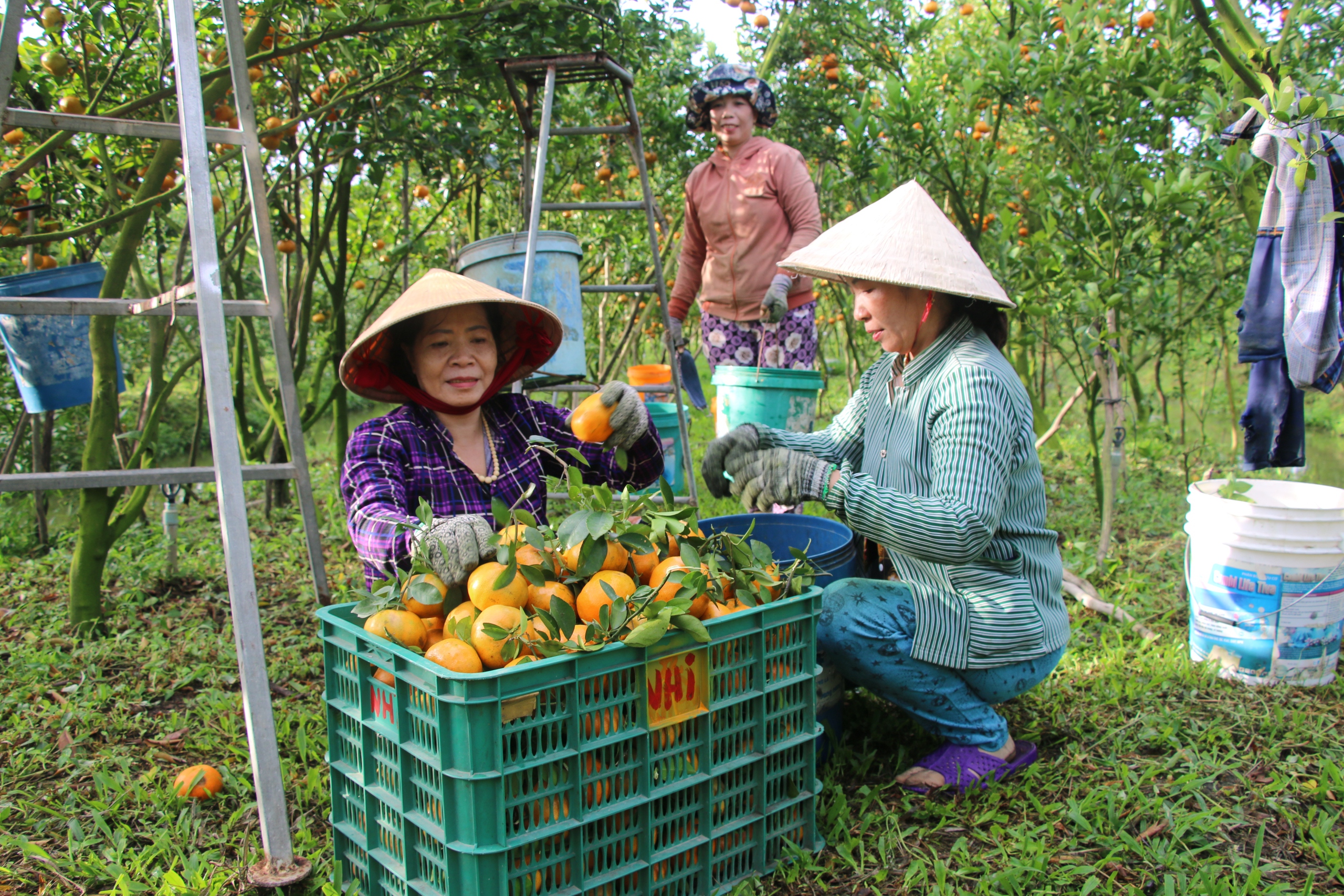 Nhà vườn trồng quýt hồng Lai Vung rộn ràng đón khách dịp Tết- Ảnh 20.