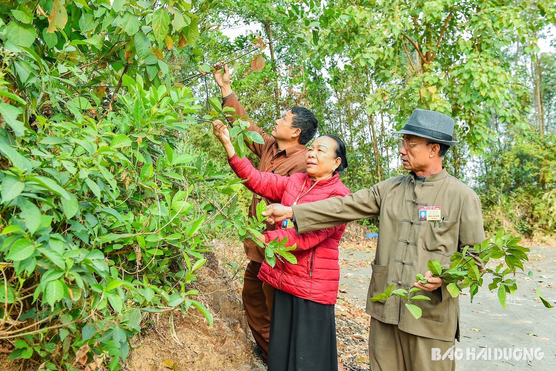 Khôi phục vườn thuốc cổ Dược Sơn (Chí Linh) - Ảnh 2.