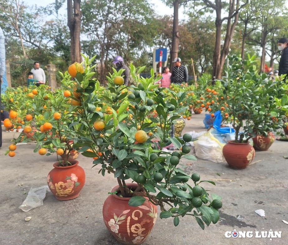 cho hoa tet cuoi nam ha gia dao quat mini hut khach hinh 6