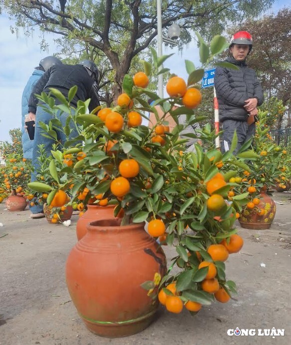 cho hoa tet cuoi nam ha gia dao quat mini hut khach hinh 7