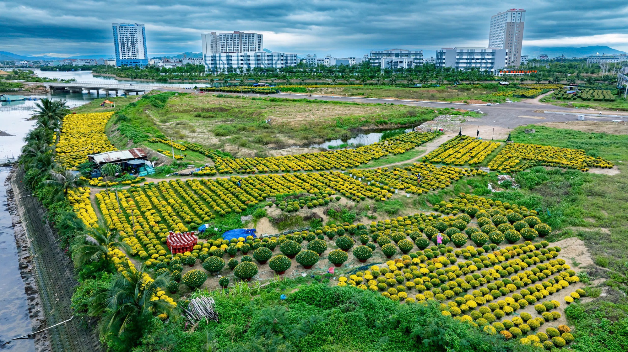 Cánh đồng hoa cúc Tết nở vàng rực rỡ, khung cảnh đẹp như phim xuất hiện ở Bình Định- Ảnh 11.