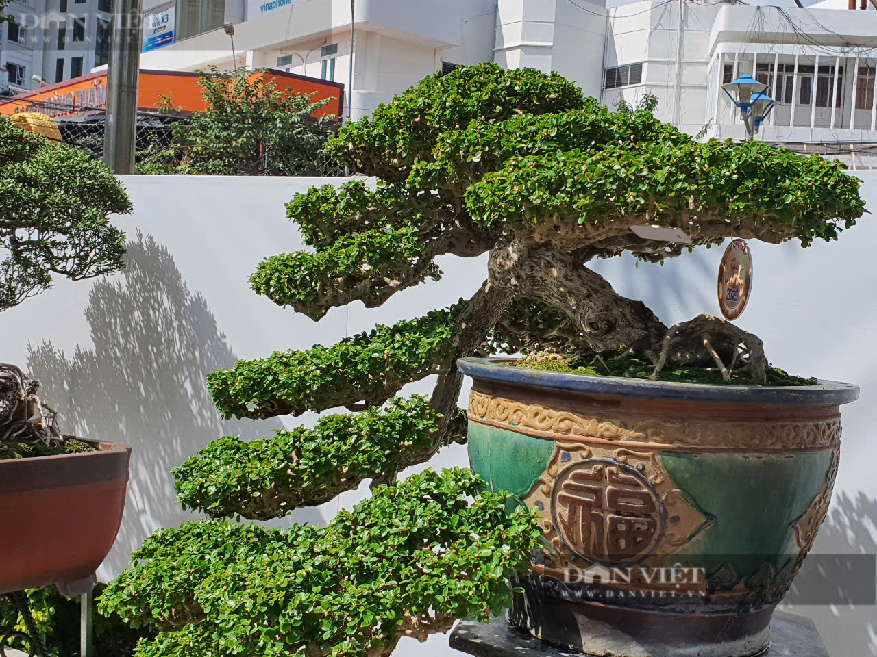 Những cây bonsai lạ có bộ rễ xù xì uốn lượn rất đẹp- Ảnh 4.