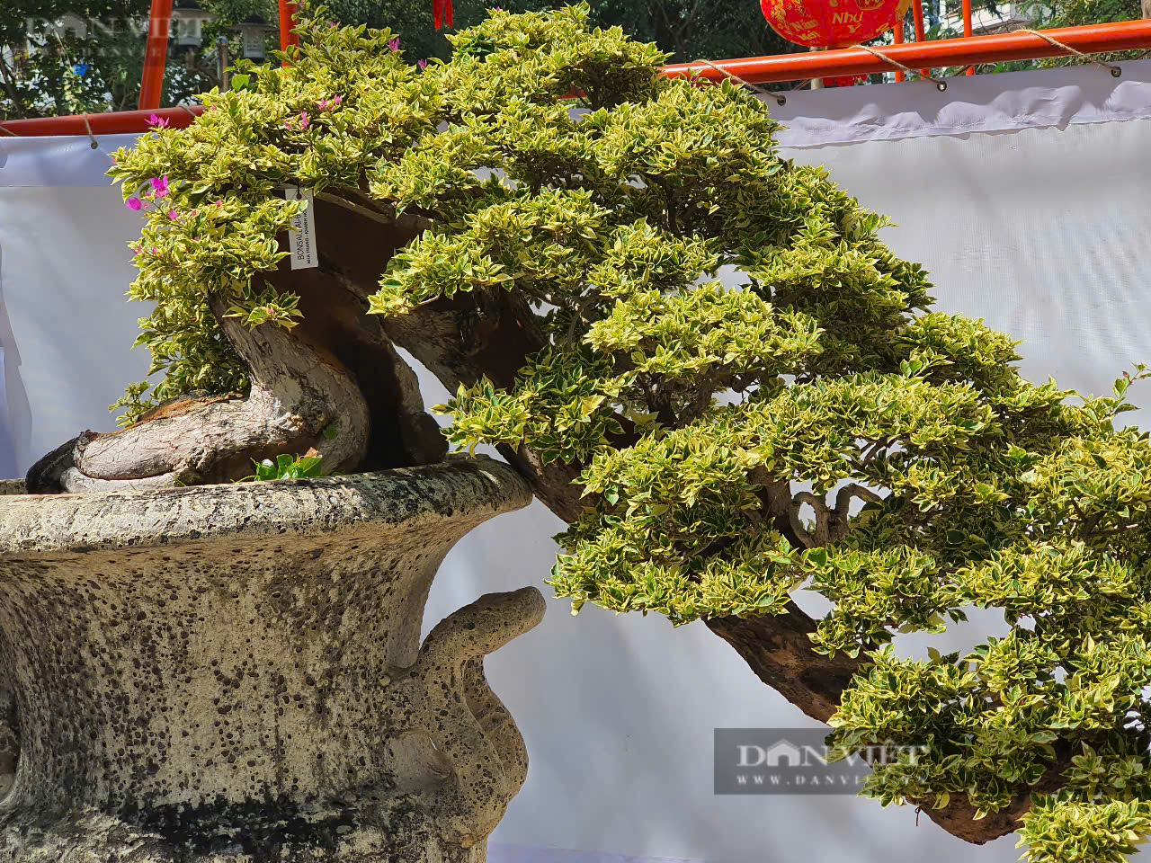 Những cây bonsai lạ có bộ rễ xù xì uốn lượn rất đẹp- Ảnh 7.