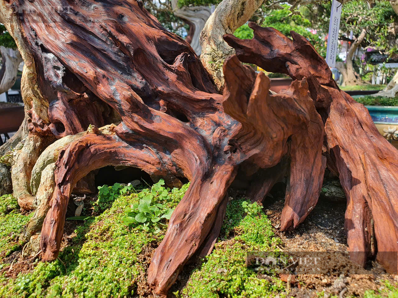 Những cây bonsai lạ có bộ rễ xù xì uốn lượn rất đẹp- Ảnh 8.