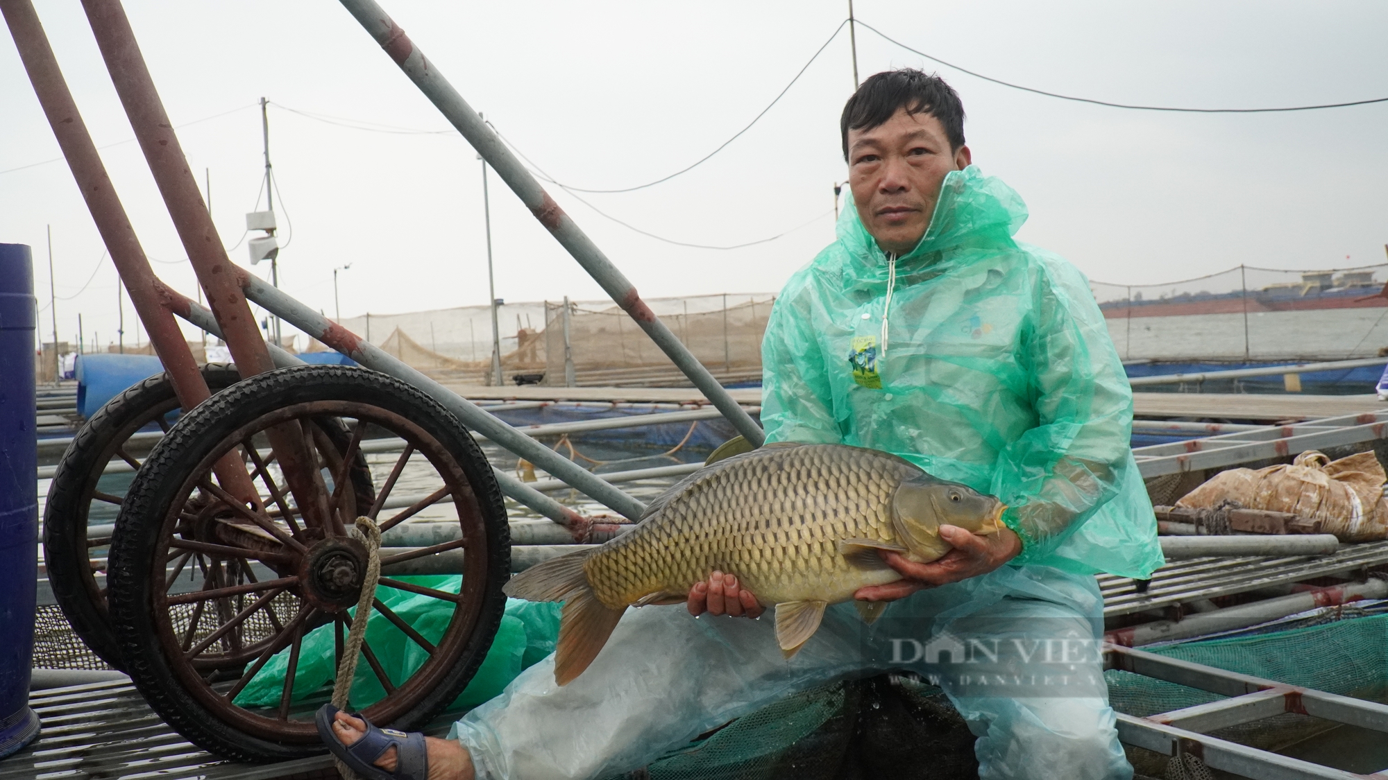 Nuôi cá chép giòn ăn sần sật, nông dân Bắc Ninh bắt lên toàn con to bự, thương lái săn lùng mua dịp cận Tết - Ảnh 3.