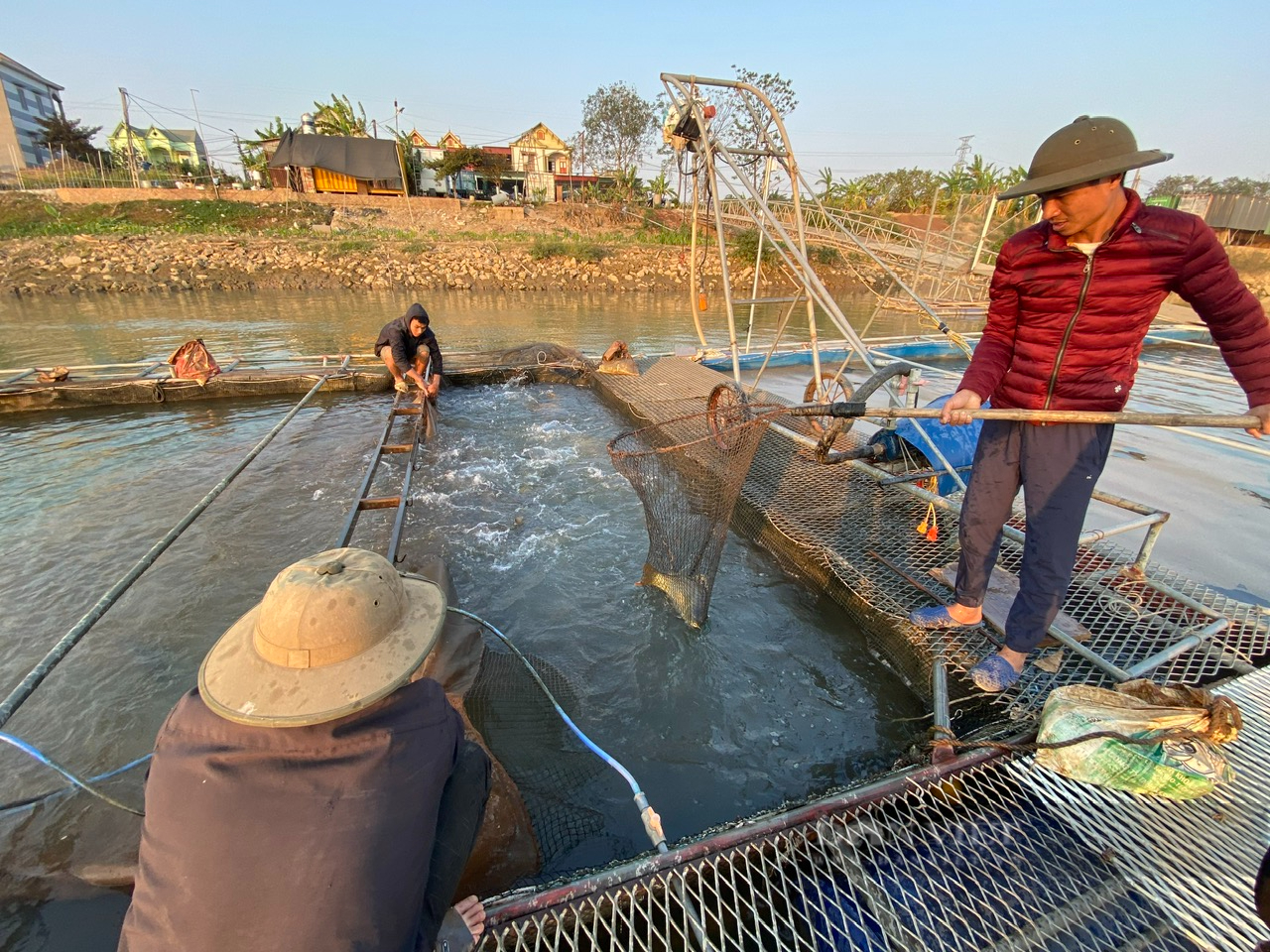 Nuôi cá chép giòn ăn sần sật, nông dân Bắc Ninh bắt lên toàn con to bự, thương lái săn lùng mua dịp cận Tết - Ảnh 4.