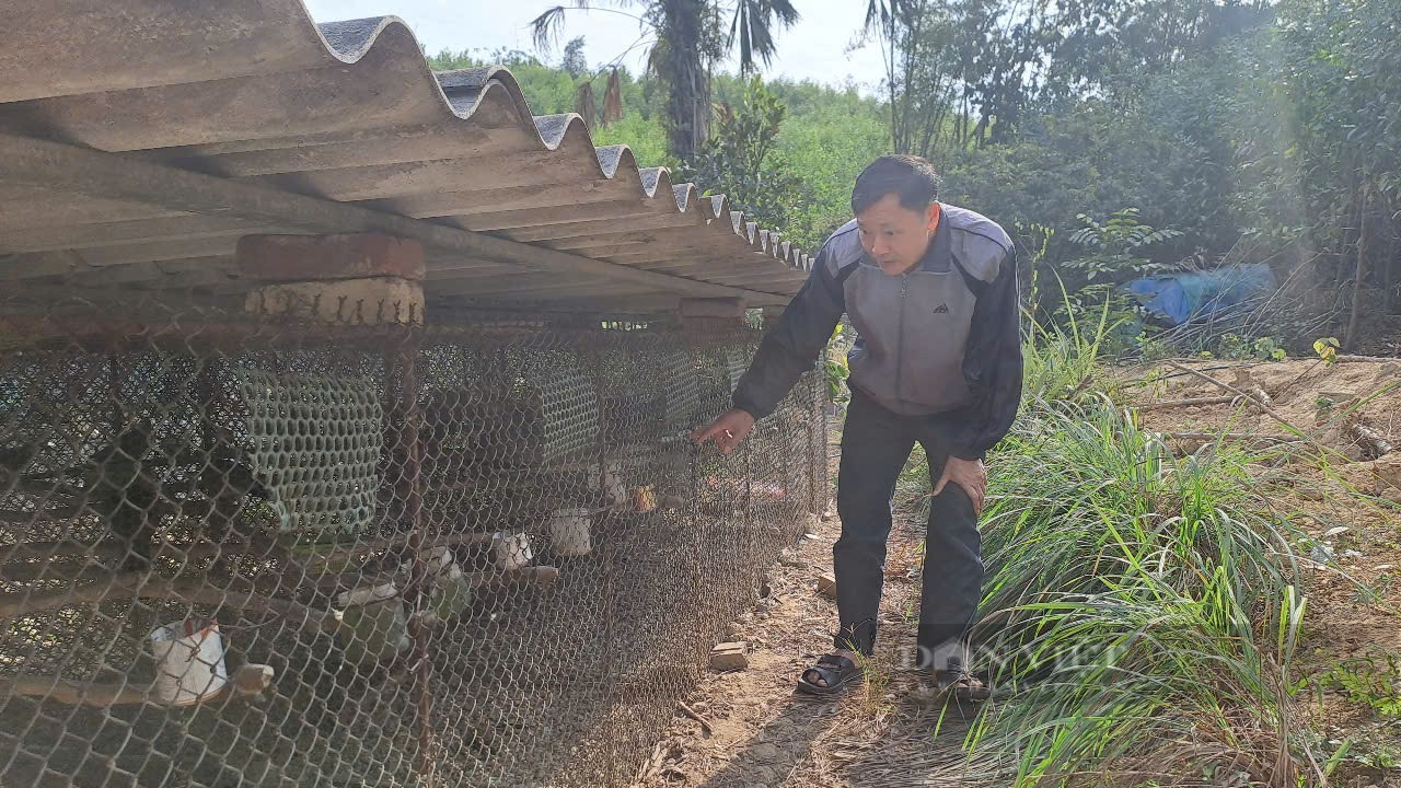 Mê mẩn tiếng gáy của loài chim quý, lão nông Thái Nguyên nhân giống cả nghìn con - Ảnh 5.