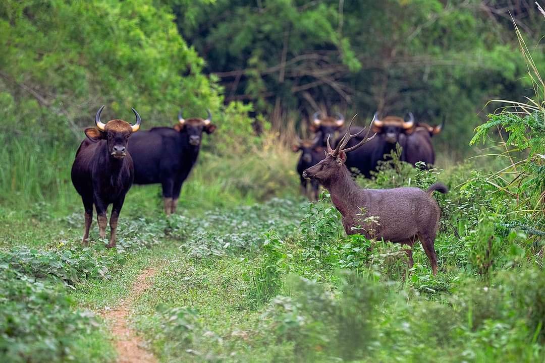 Ngắm chim, thú hoang dã trong Ngắm chim, thú hoang dã trong