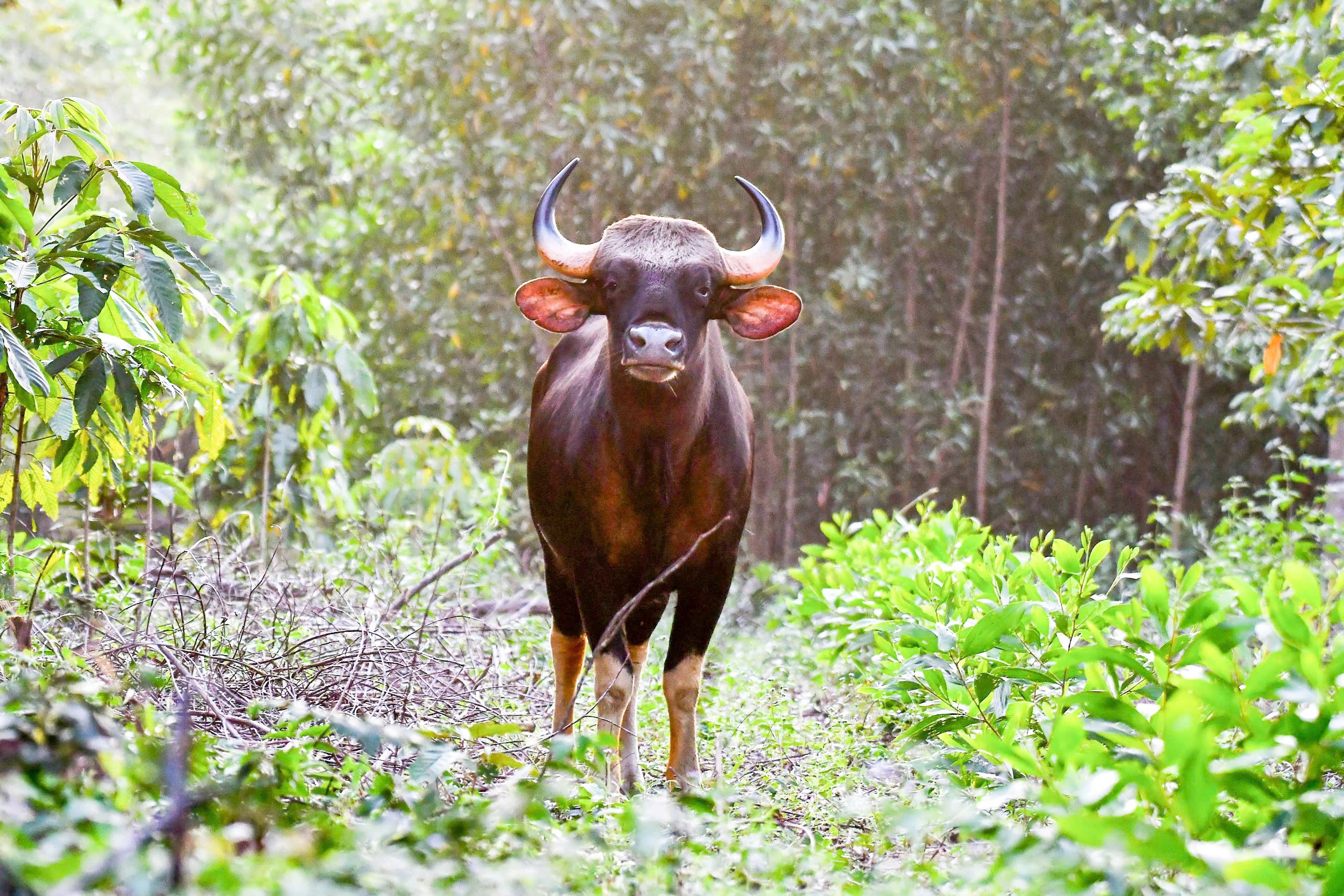 Ngắm chim, thú hoang dã trong Ngắm chim, thú hoang dã trong