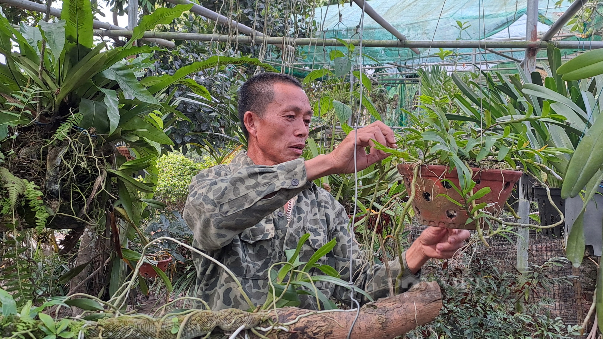 Dân một làng ở Thái Nguyên giàu lên nhờ trồng lan rừng - Ảnh 9.