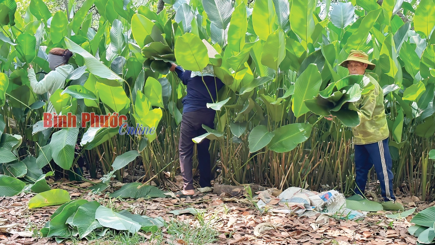 Lá dong Bình Phước… xuất ngoại - Ảnh 2.