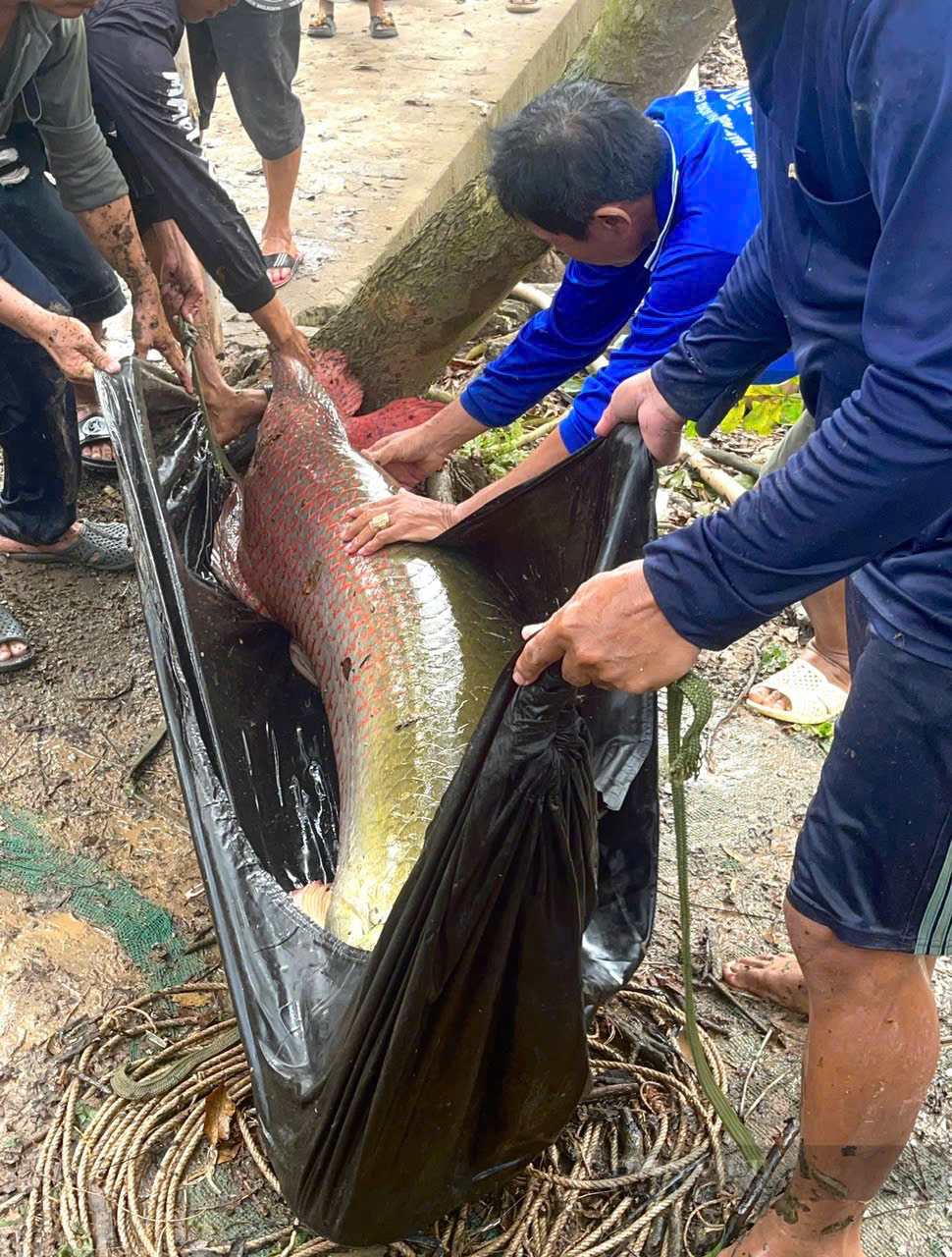 Đàn cá khổng lồ bơi dưới một cái ao ở An Giang, bắt lên phải 2 người khiêng mới nổi, đó là cá gì?- Ảnh 5.