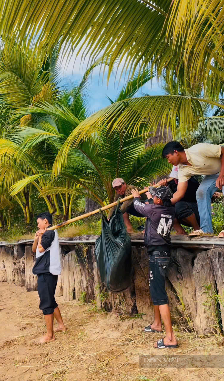 Đàn cá khổng lồ bơi dưới một cái ao ở An Giang, bắt lên phải 2 người khiêng mới nổi, đó là cá gì?- Ảnh 4.