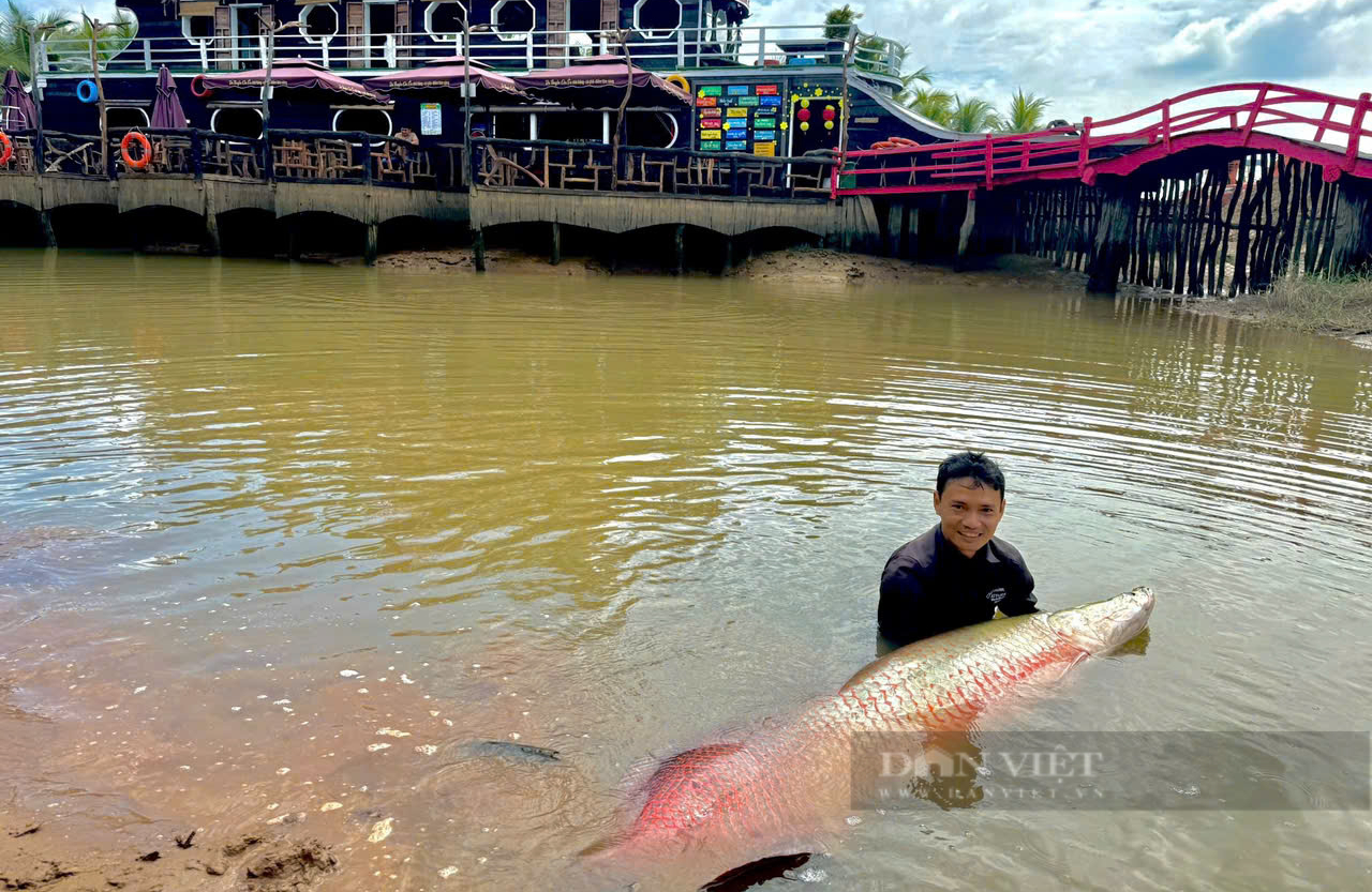 Đàn cá khổng lồ bơi dưới một cái ao ở An Giang, bắt lên phải 2 người khiêng mới nổi, đó là cá gì?- Ảnh 6.