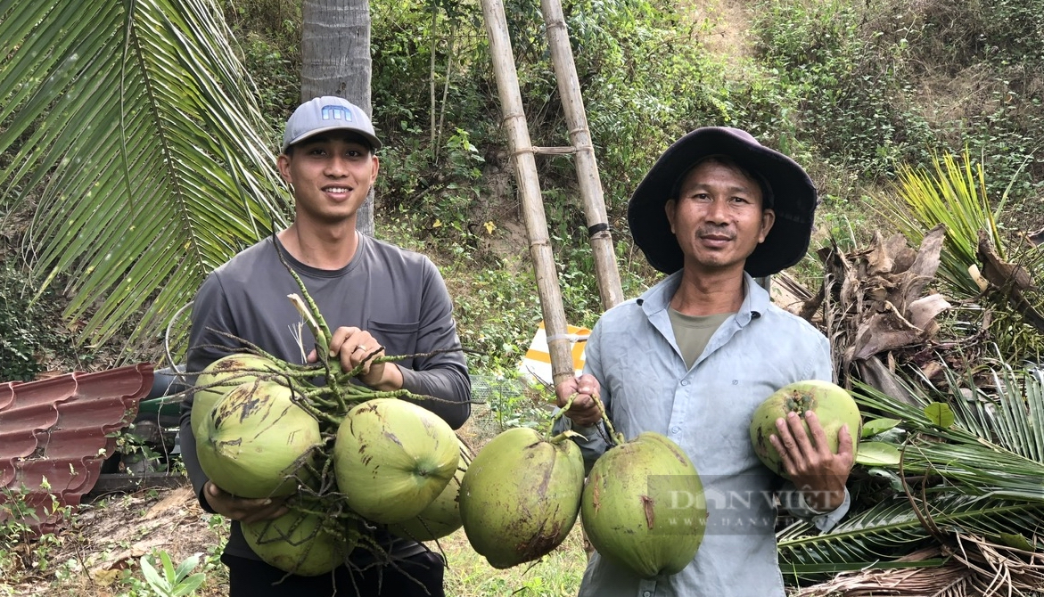 Tarzan suốt ngày leo lên trời hái trái đầy nước ngọt, ai uống cũng mê ở Phan Thiết  - Ảnh 2.