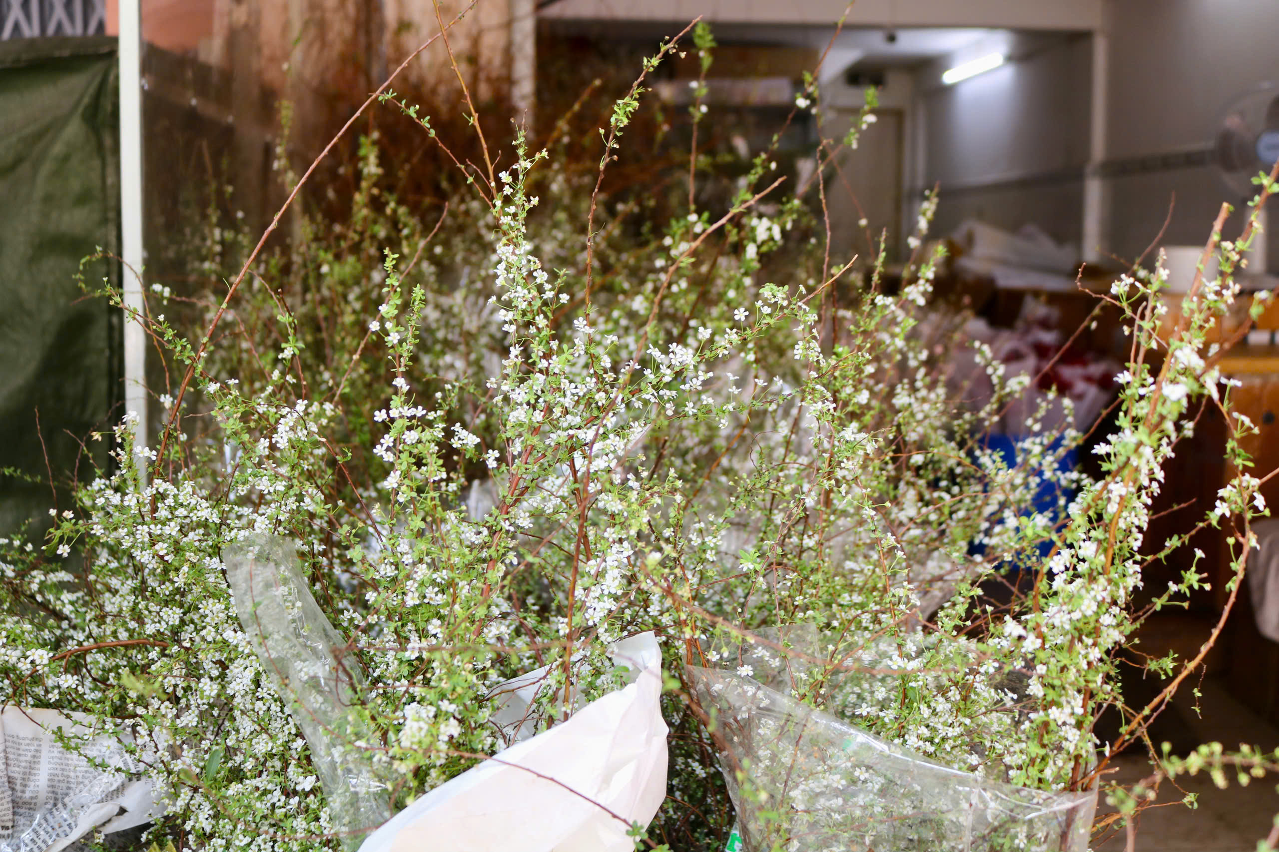 Květiny Tet zaplavily trhy, některé stojí jen několik desítek tisíc dongů - Foto 4. Hoa tết đã tràn ngập các chợ, có loại giá chỉ từ vài chục ngàn đồng- Ảnh 4.
