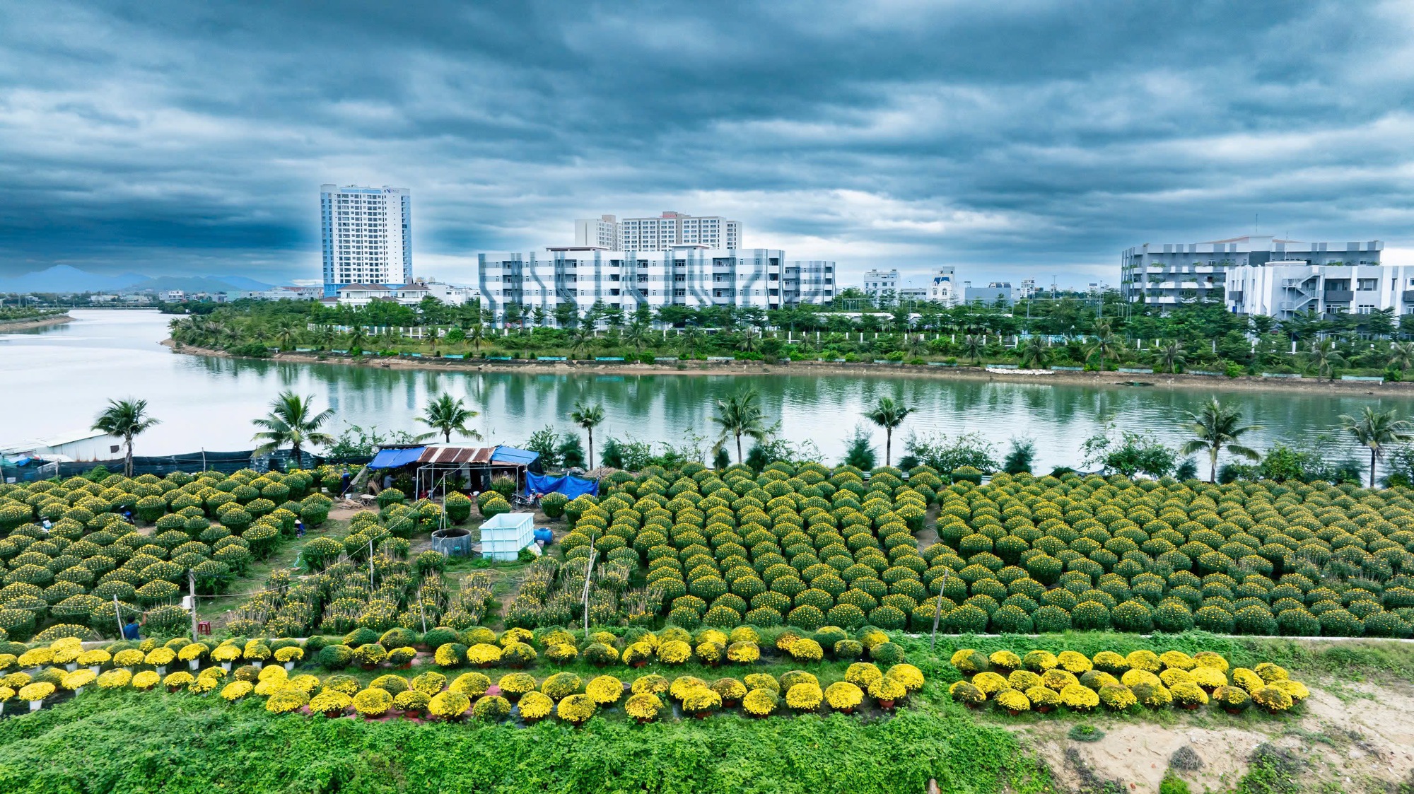 Cánh đồng hoa cúc Tết nở vàng rực rỡ, khung cảnh đẹp như phim xuất hiện ở Bình Định- Ảnh 1.