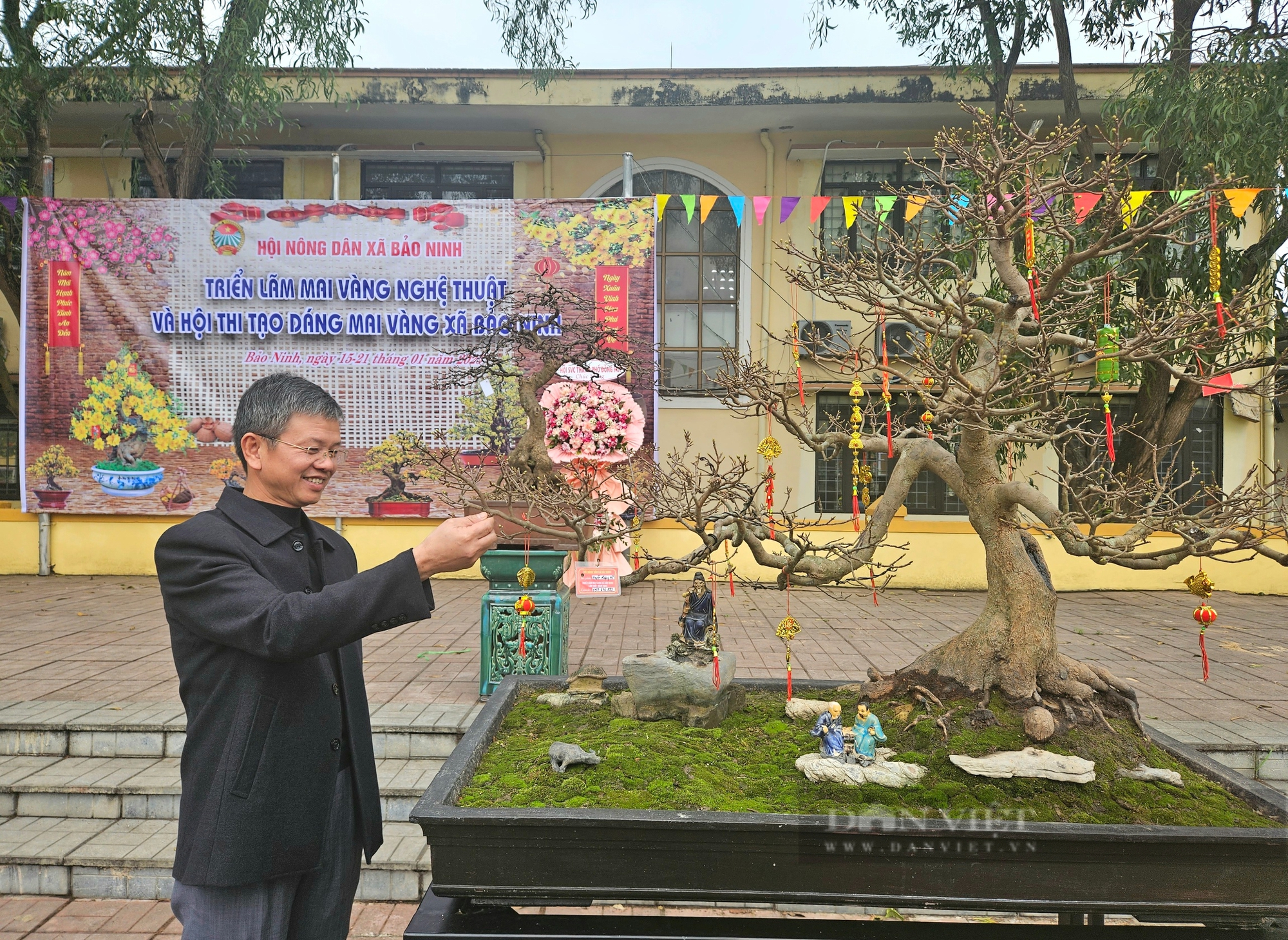 Cây mai vàng kỳ mỹ tại triển lãm ở một xã của Quảng Bình tổ chức, có cây gốc như khối gỗ lũa- Ảnh 1.