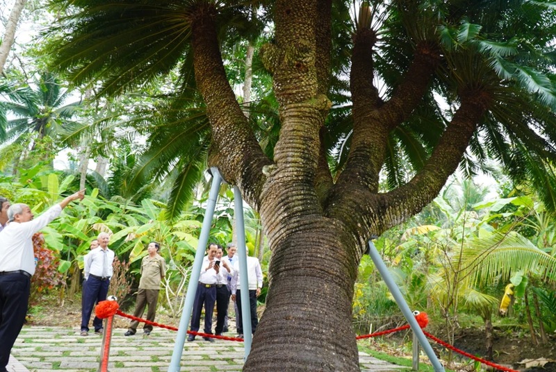 cay thien tue 200 tuoi o ben tre duoc cong nhan la cay di san hinh 1