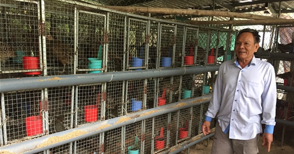 Con vật nuôi mới này vốn là động vật hoang dã, ở Hậu Giang bán 300.000 đồng/cặp giống, nuôi như nuôi gà ta - Ảnh 1.