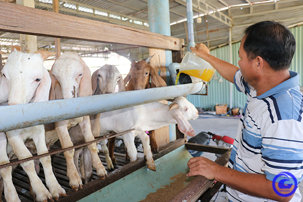 Đây là con vật dễ nuôi, chỉ ăn đồ rẻ tiền, dân Tiền Giang bán giá tốt, nhà bán bán cả đàn có tiền to - Ảnh 1.