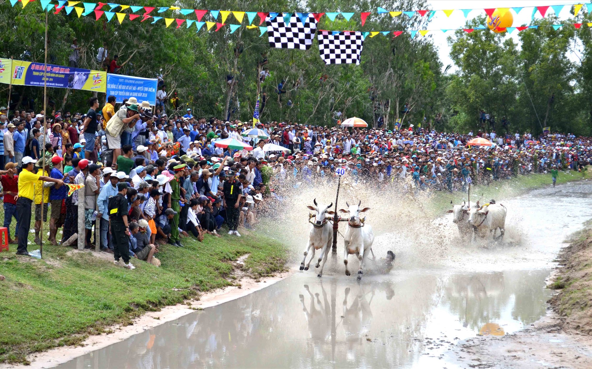 Lễ hội đua bò Bảy Núi được Bộ VHTTDL đưa vào Danh mục Di sản văn hoá phi vật thể quốc gia đầu tiên tỉnh An Giang. Ảnh: Lâm Điền