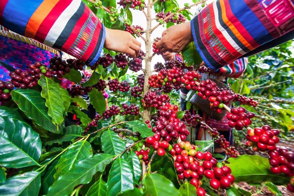 Giá nông sản ngày 8/1/2025: Hồ tiêu và cà phê cùng tăng