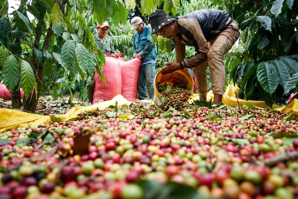 Giá nông sản ngày 16/1/2025: Cà phê và hồ tiêu kéo dài đà giảm