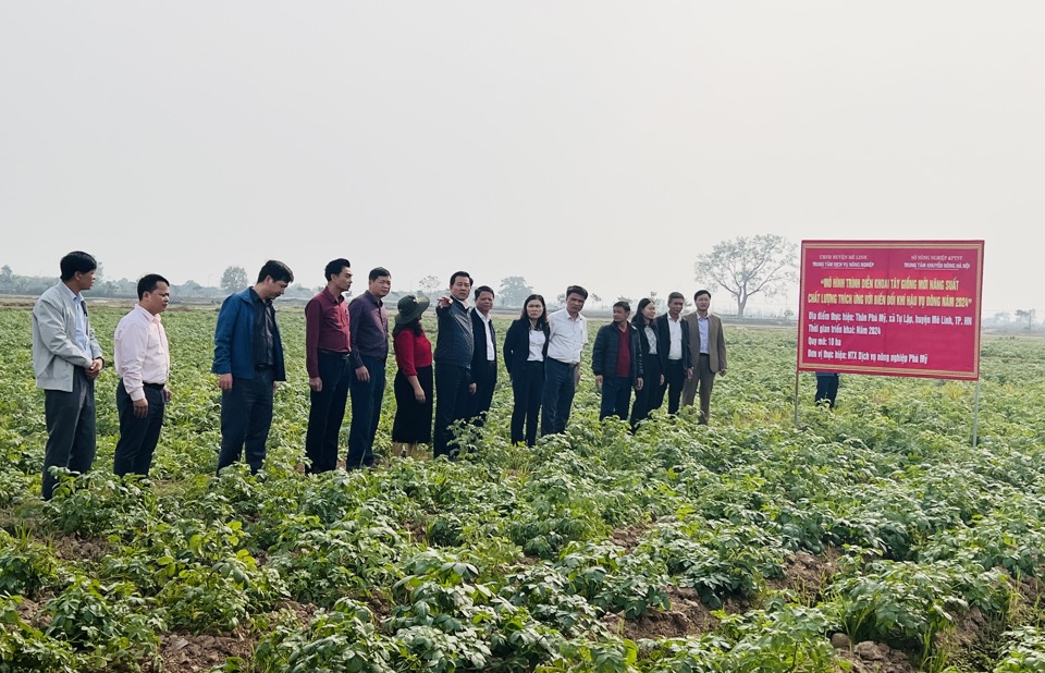 Giám đốc Sở NN&PTNT Hà Nội Nguyễn Xuân Đại khảo sát, đánh giá mô hình trồng khoai tây vụ Đông 2024 tại xã Tự Lập, huyện Mê Linh. Ảnh: Ánh Ngọc