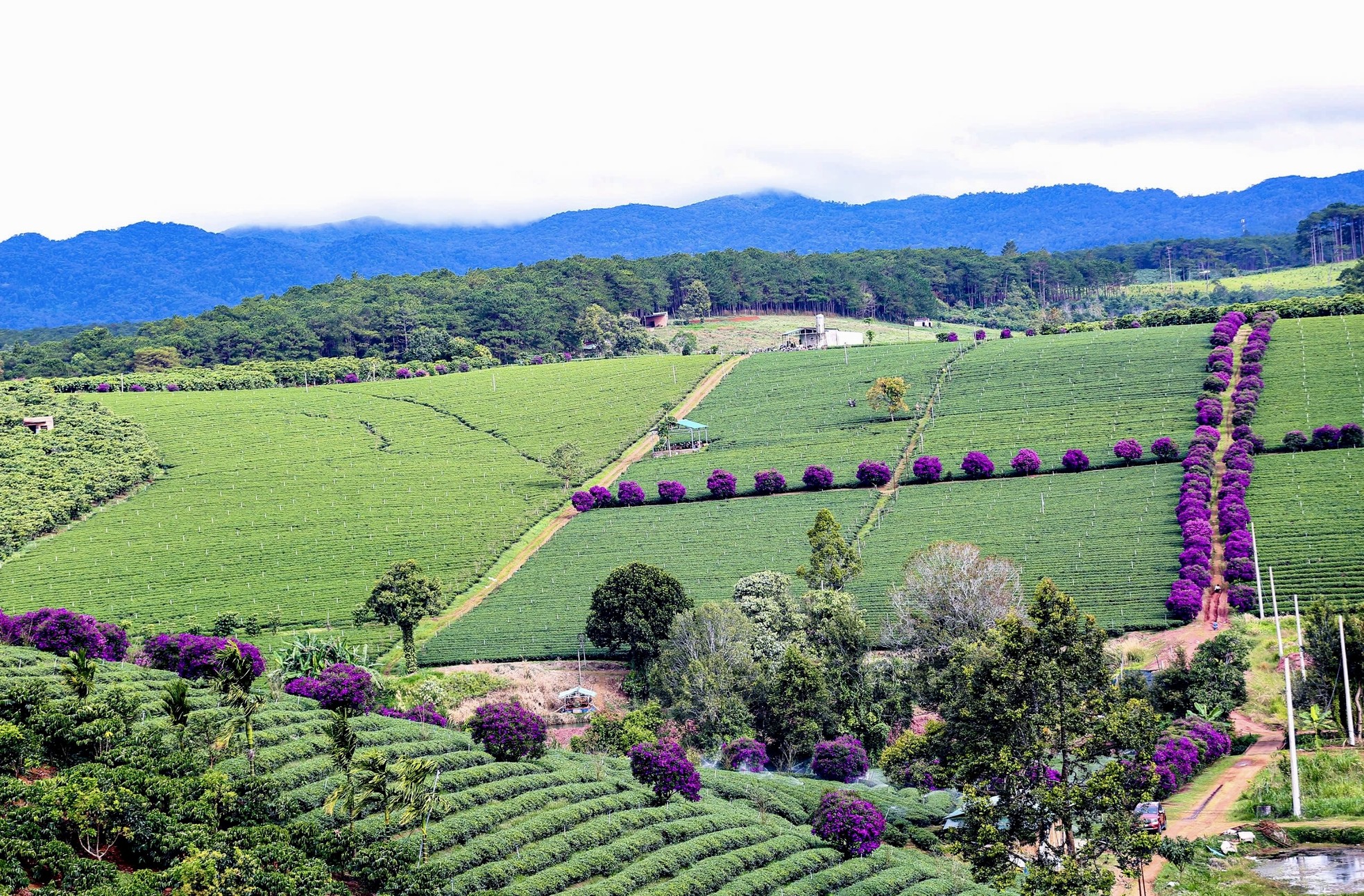 Image Lam Trường image beautiful image beautiful image beautiful image beautiful - Hundreds of mua trees bloom, dyeing the Oolong tea plantation ...