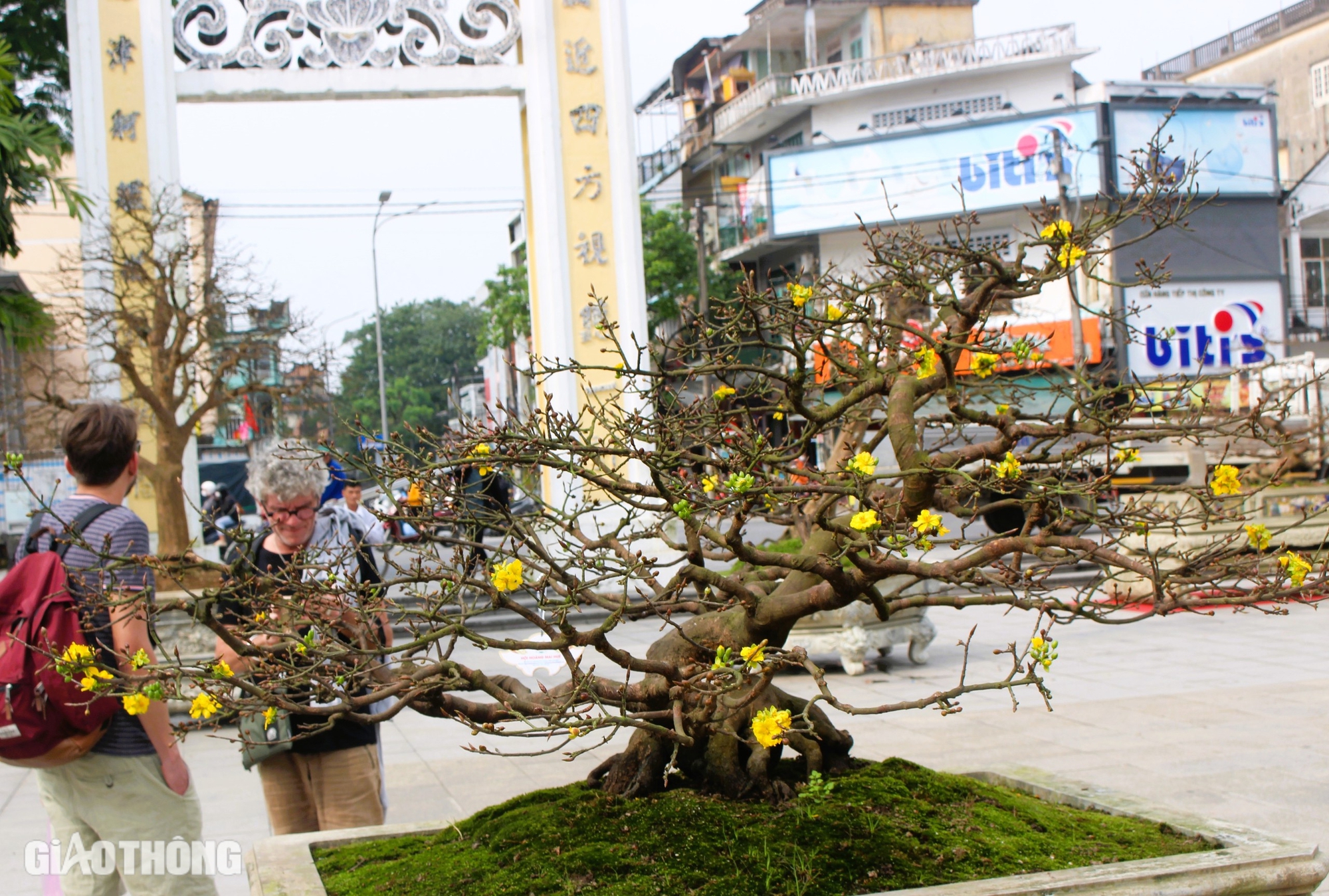 Hàng trăm cội hoàng mai khoe dáng bên bờ sông Hương trước thềm xuân mới- Ảnh 1.