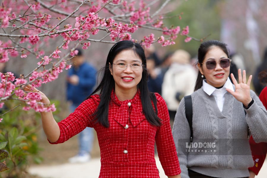 Thời điểm này, đến với đảo hoa Pá Khoang, du khách sẽ được đắm mình trong không gian lãng mạn, tràn đầy sắc hồng của hoa anh đào.