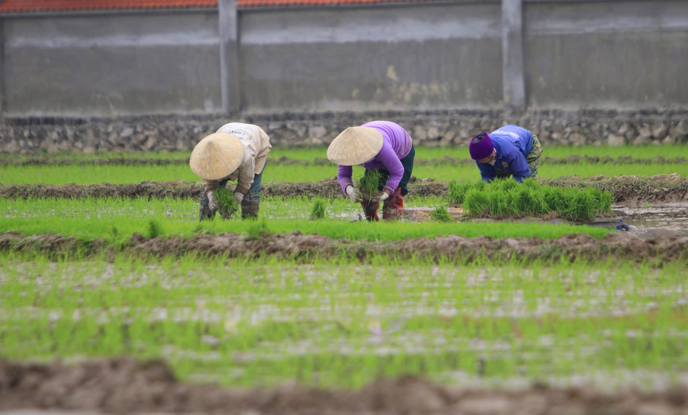 Thợ cấy còng lưng trên cánh đồng, cuối ngày chia nhau mỗi người nửa triệu, mệt mà vui vì có tiền sắm Tết - Ảnh 1.